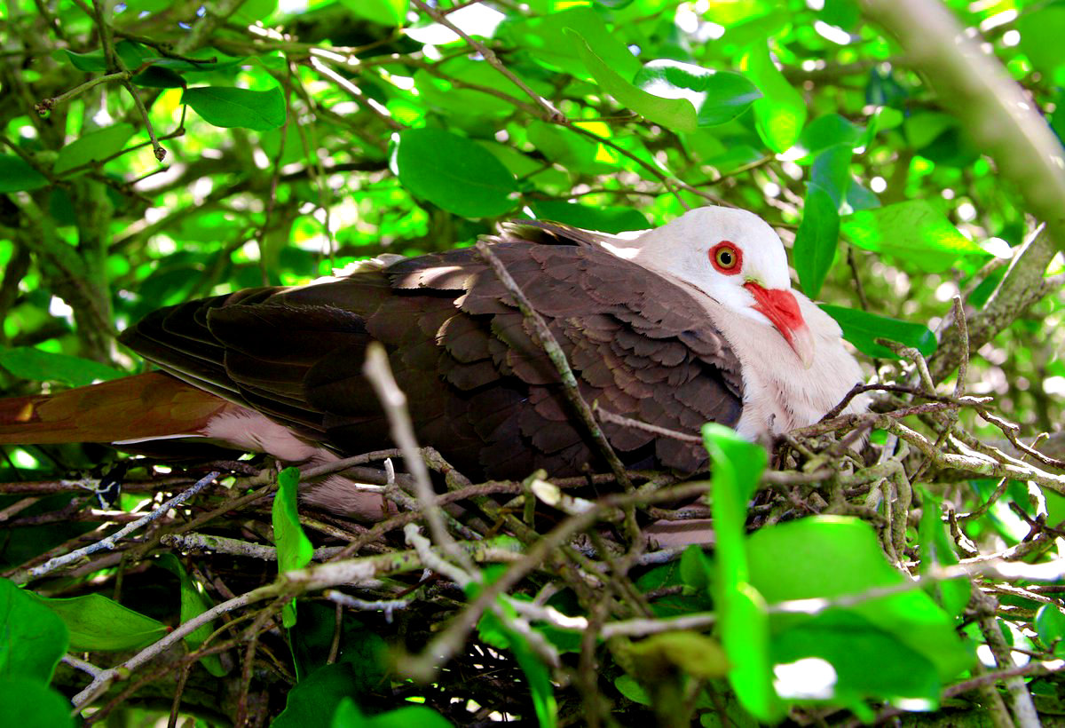 Розовый голубь, который обитает только на острове Маврикий