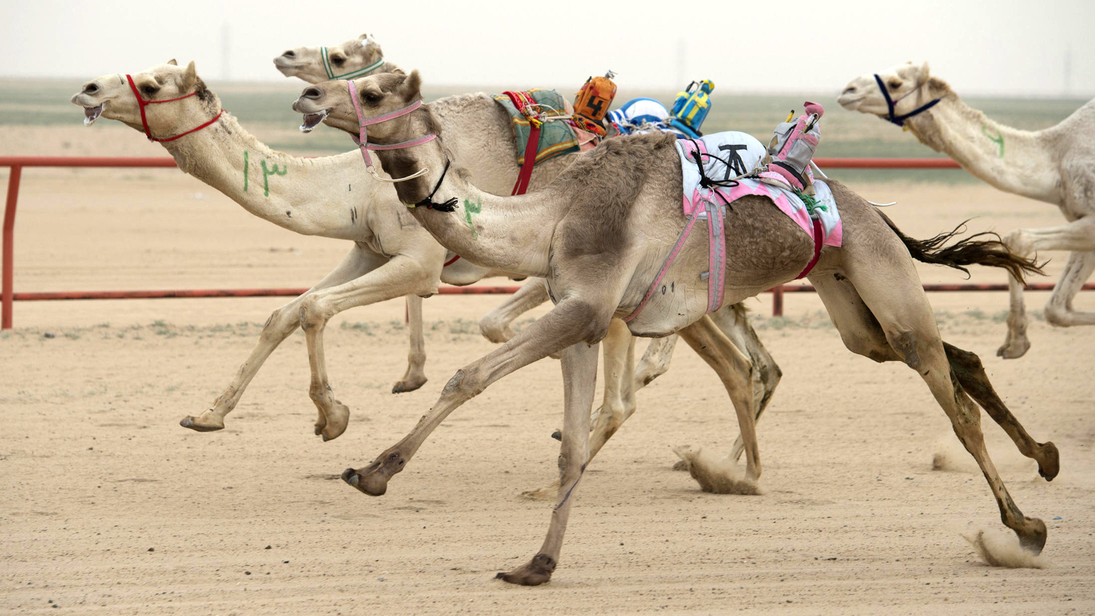 Верблюжьи бега в Эль-Арише