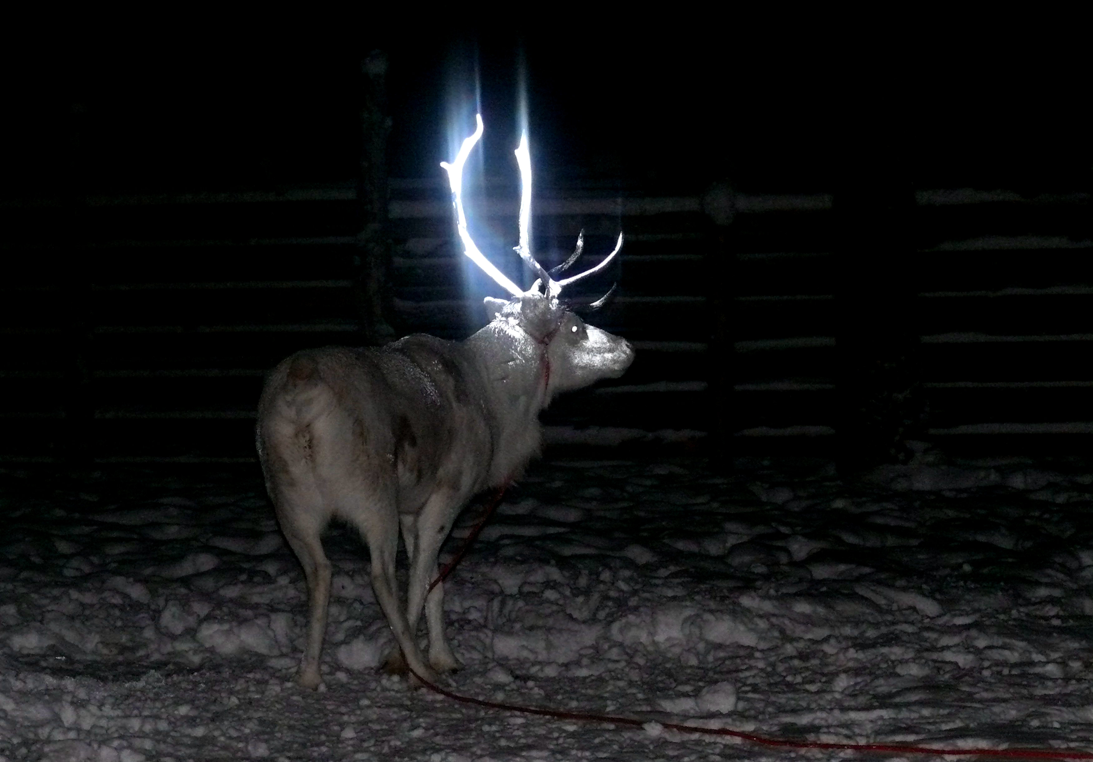 В Финляндии рога оленям покрывают светоотражающим спреем