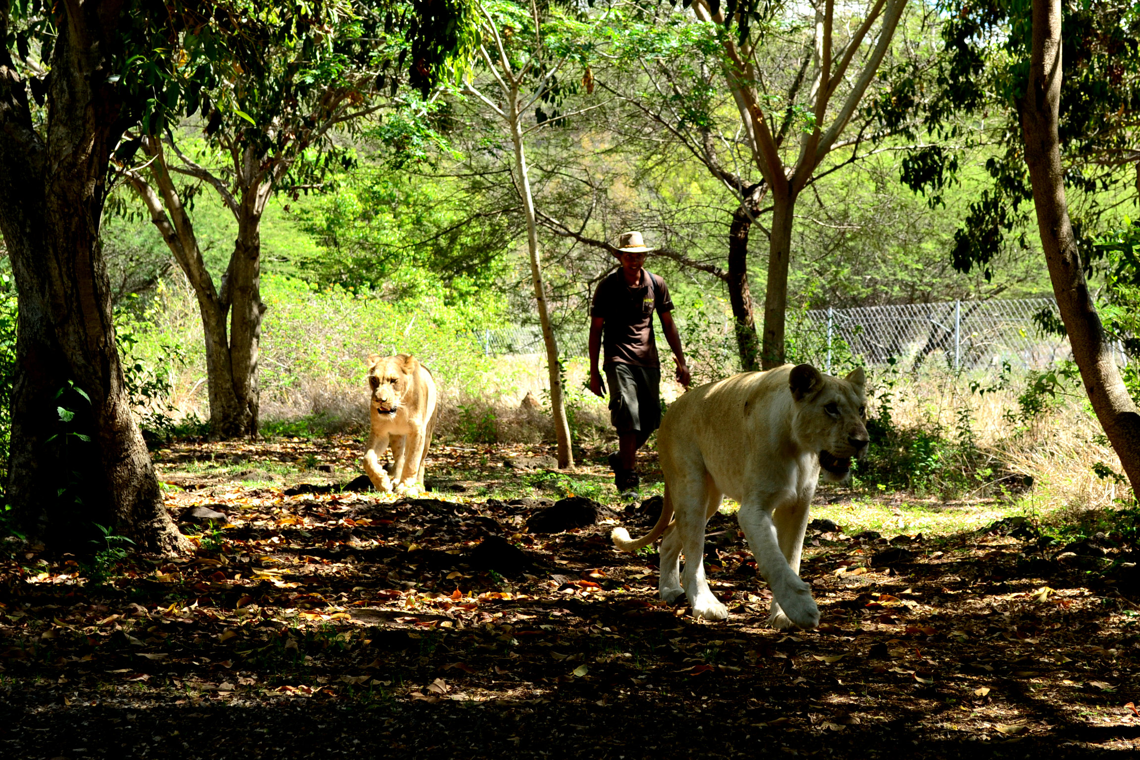Львицы в национальном парке Казела