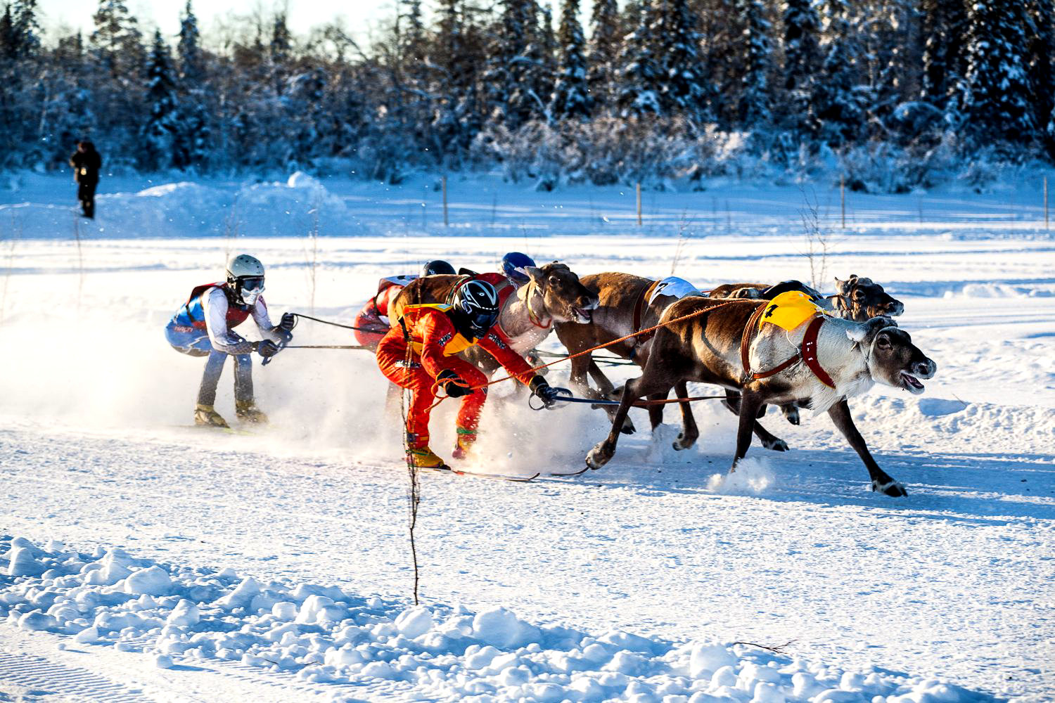 Чемпионат по гонкам на северных оленях в Лапландии