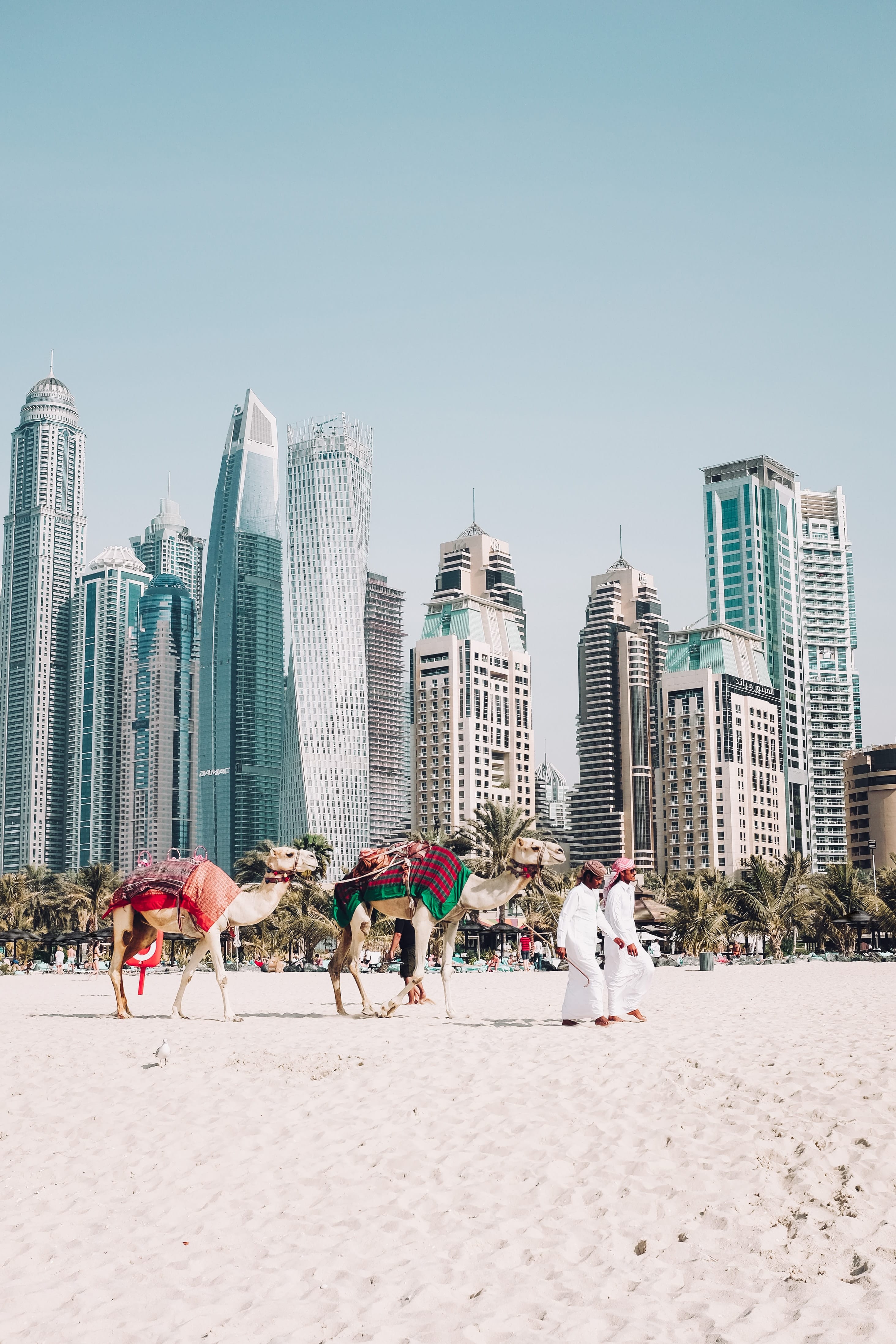 Арабские Эмираты, верблюды на пляже Дубая