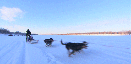 Катание на собачьих упряжках, развлечение №1 в Финляндии