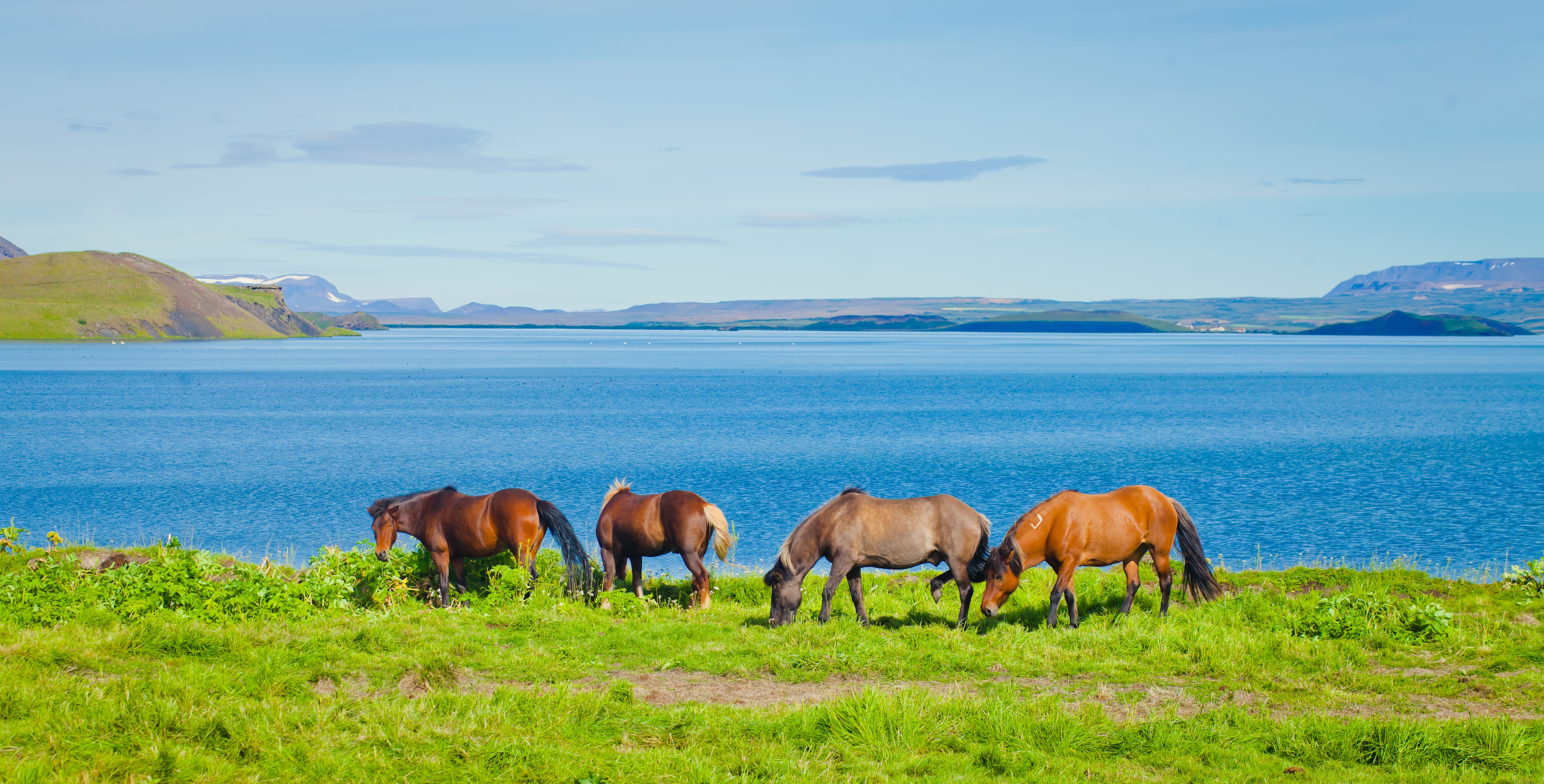 Лошади гуляют на лугах Исландии, у озера Миватн