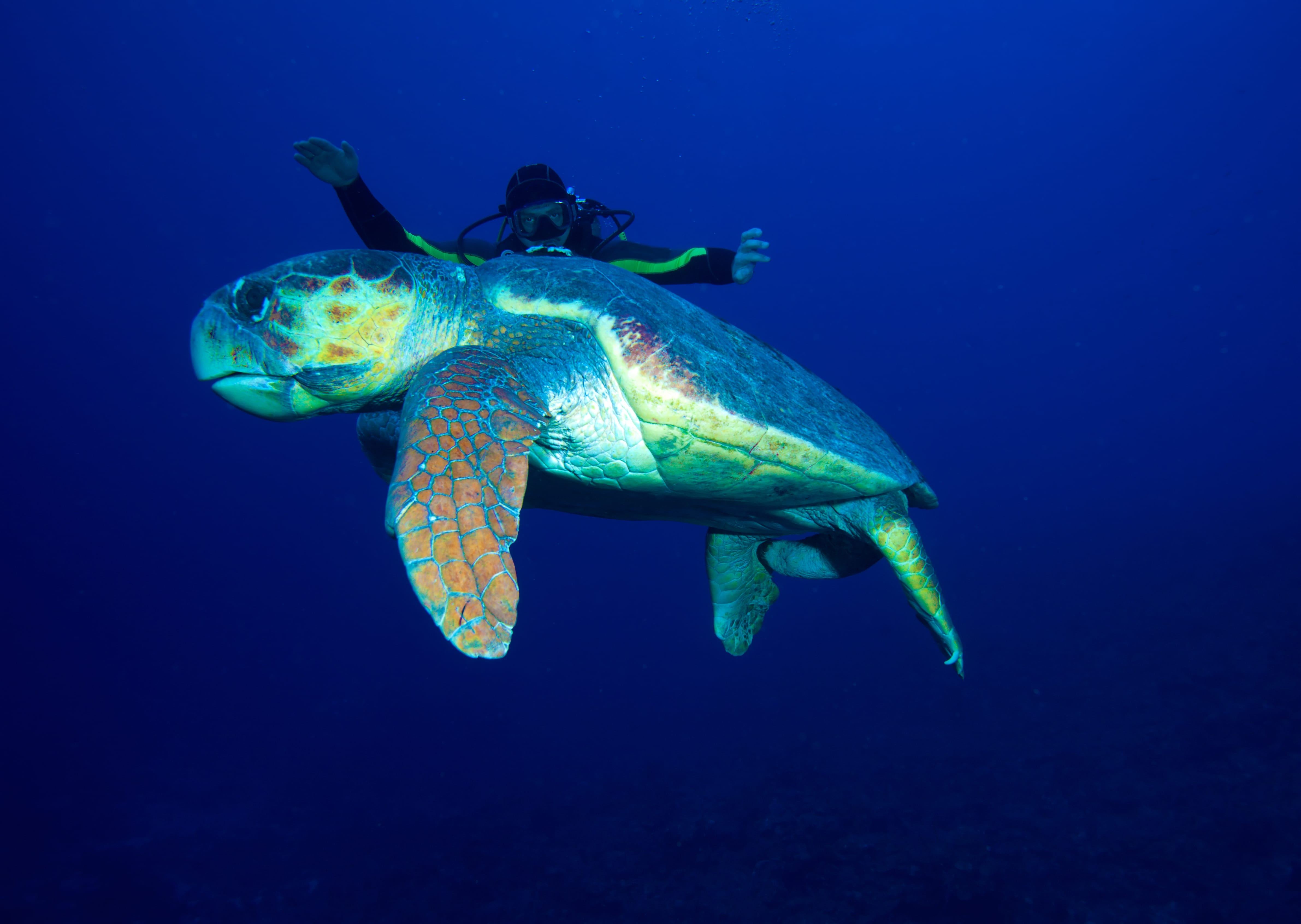 Старая большая зелёная черепаха и дайвер в Карибском море