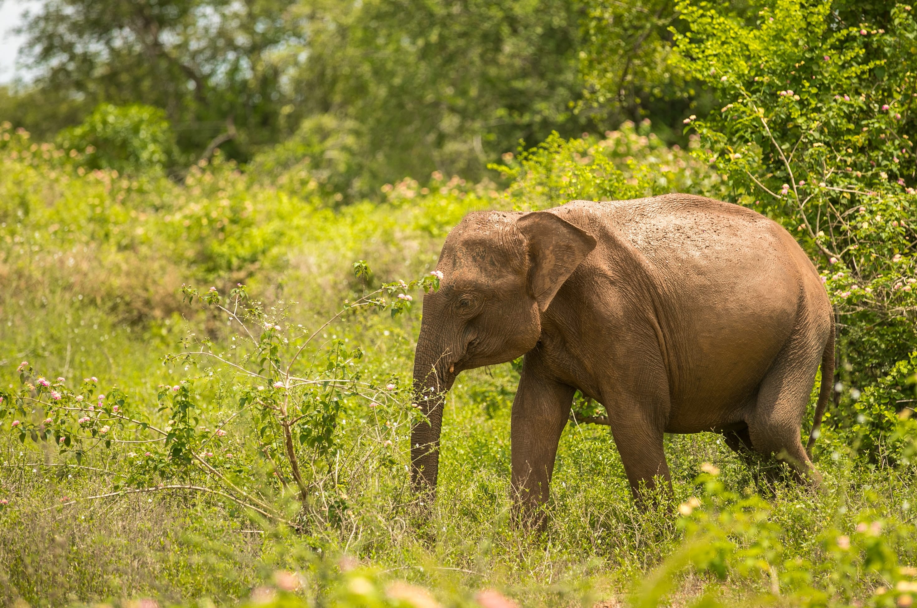 Национальный парк Удавалаве, Шри-Ланка