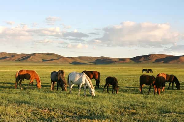 Из Иркутска в Монголию: ночёвки у озера Хубсугул, знакомство с кочевой жизнью и фотосафари