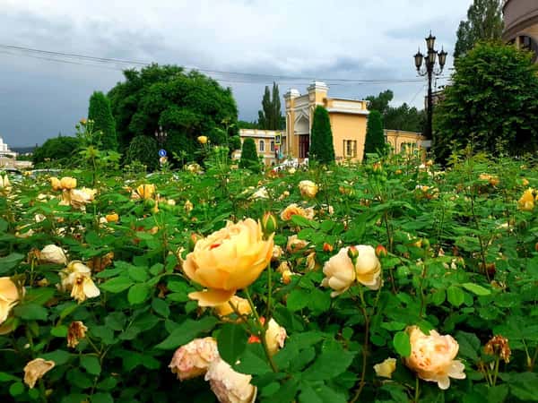 Экспресс-Кисловодск: проникнуться атмосферой города за 90 минут