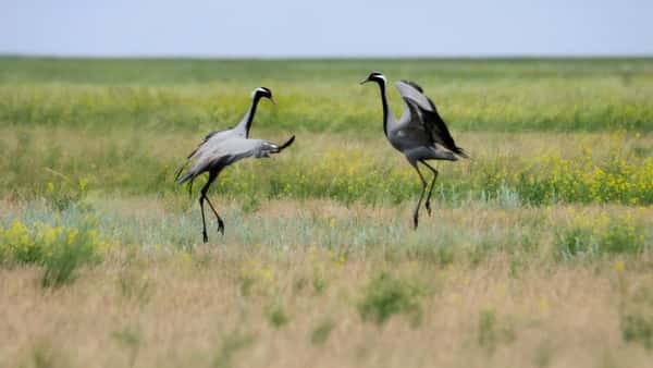 «Птицы озера Маныч-Гудило» - экологическая экскурсия